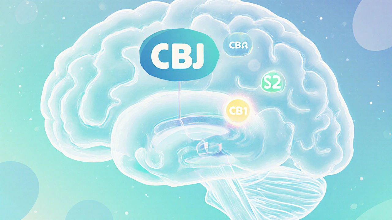 Illustration von CBD‑Molekülen, die im Gehirn CB1/CB2‑Rezeptoren aktivieren.