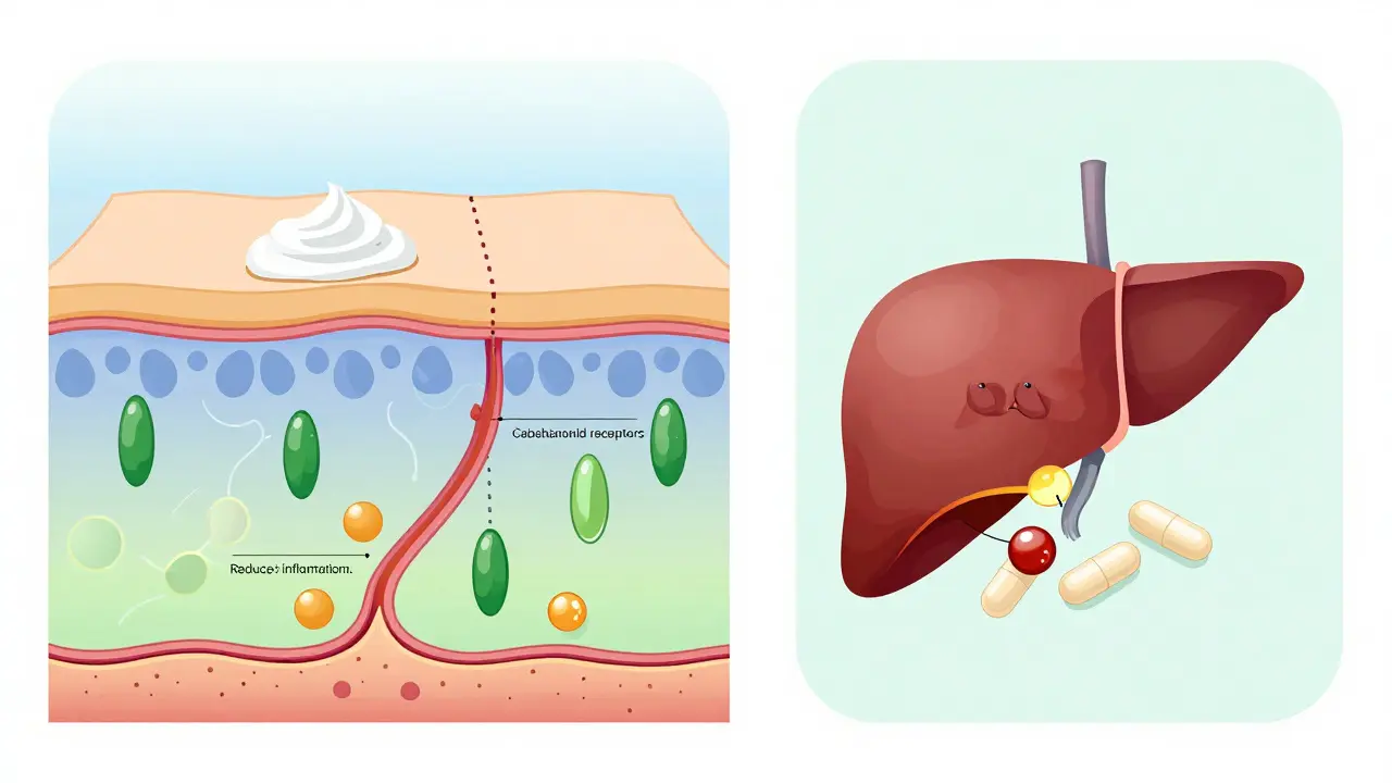 Schnitt durch die Haut mit lokal wirkendem CBD und minimaler Aufnahme in die Blutbahn.