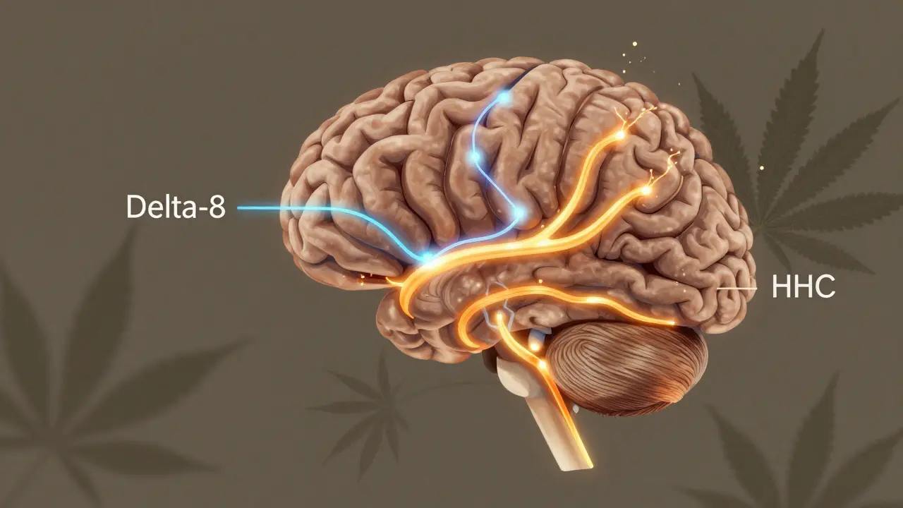 Beleuchteter Gehirn-Aufbau mit zwei unterschiedlichen Wirkwegen für Delta-8 und HHC in warmen und kalten Tönen.