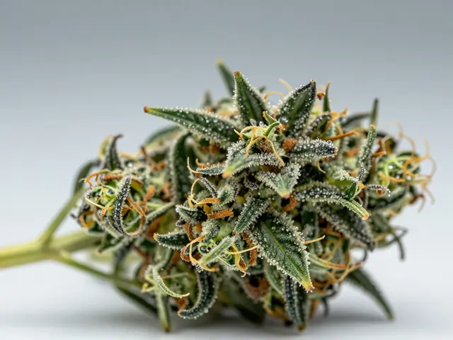 CBD Blüten Prozentwerte: Was ist wirklich hoch und was bewirkt es?