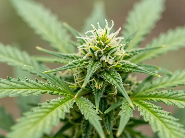 Die zwei häufigsten Cannabinoide: THC und CBD im Detail