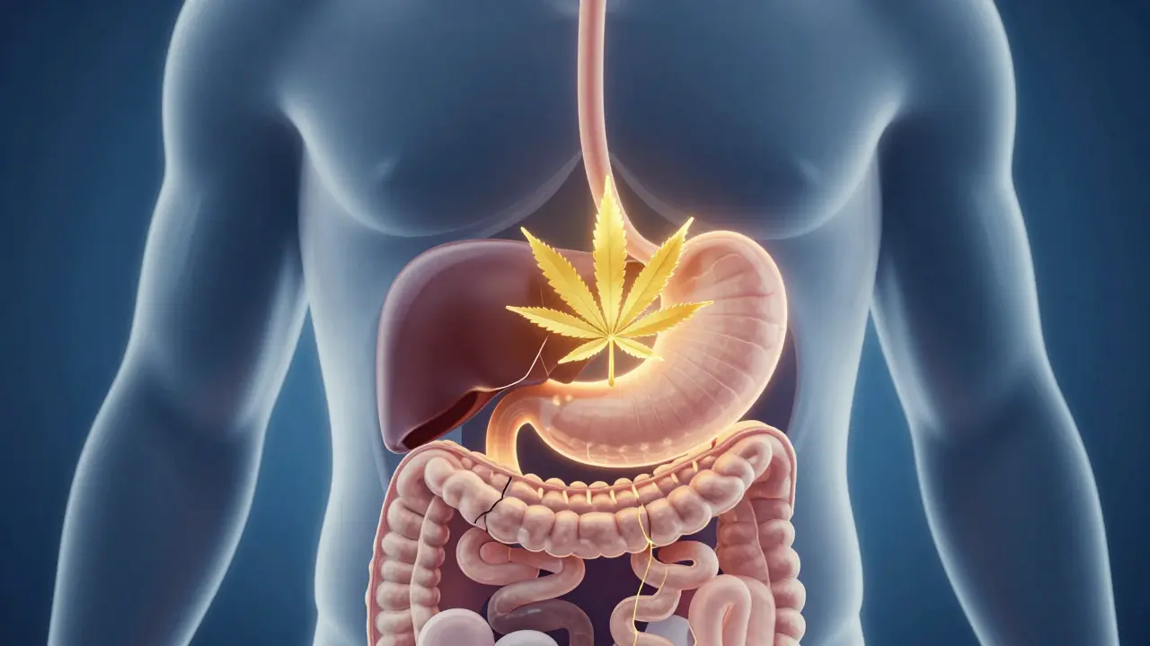 Edibles richtig essen: Dos & Don'ts für Cannabis-Snacks