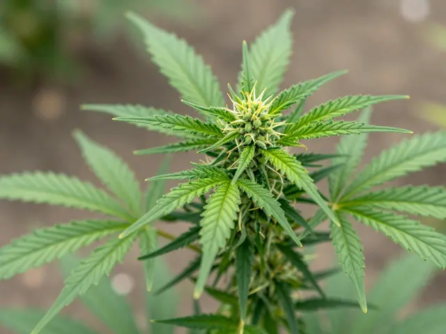 Wirkt CBG topisch? Wissenschaftliche Fakten zu Cannabigerol in der Kosmetik